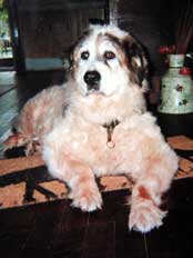 Photo de Bambou entier dont est issu le portrait animalier de ce chien fidle.